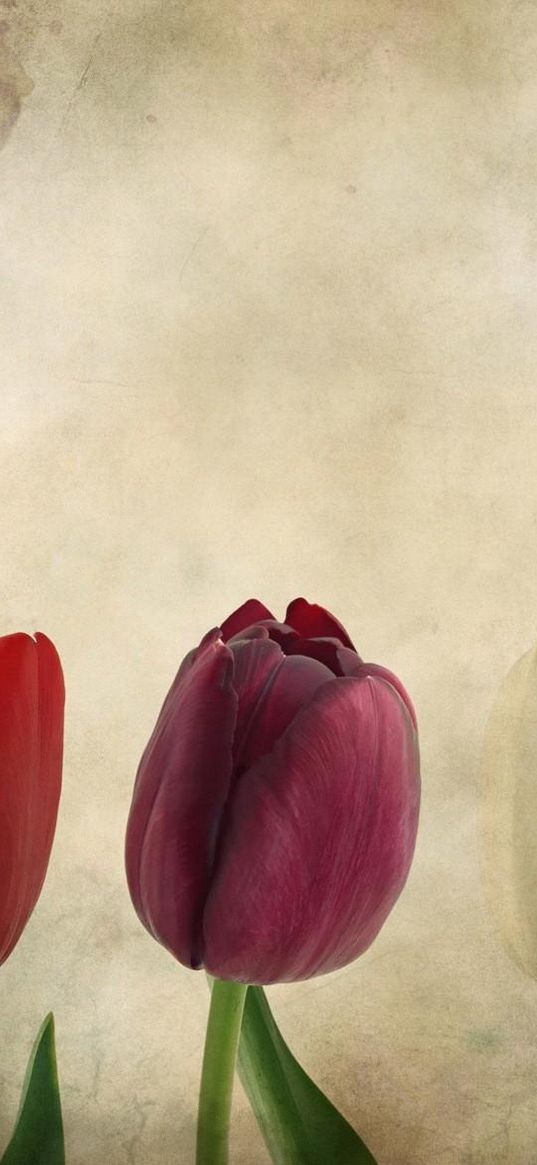 tulips, flowers, number, paper