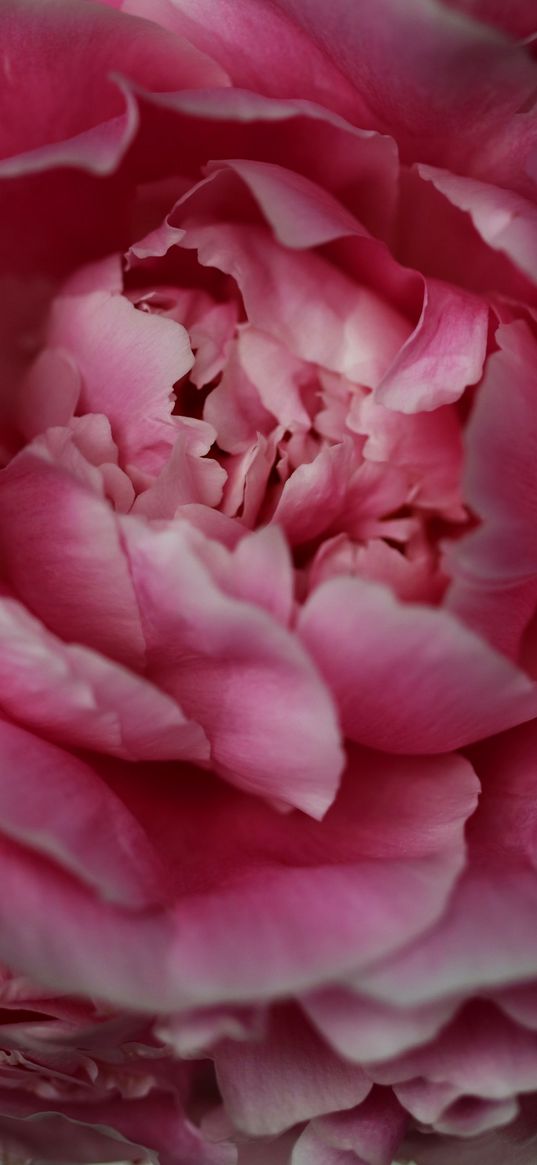 flower, peony, petals, macro, pink