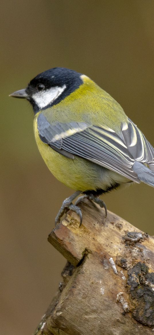 chickadee, bird, log, blur