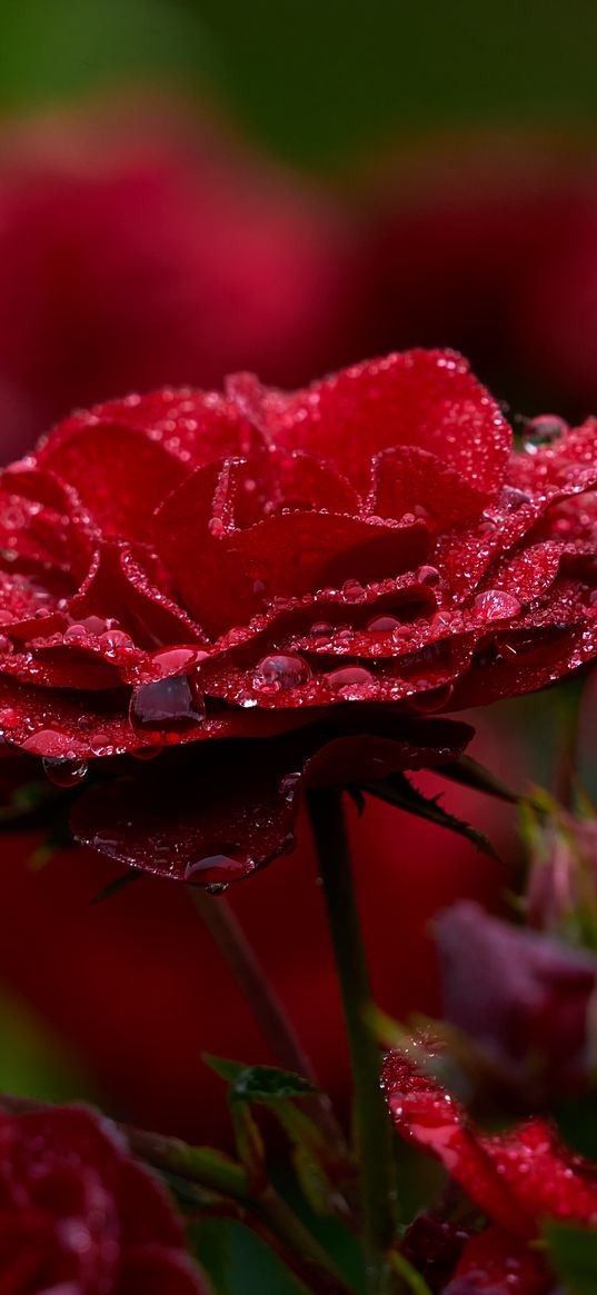 rose, petals, drops, dew, red, flower