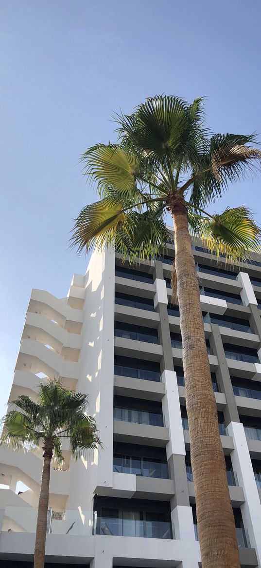 palm tree, building, hotel, sky