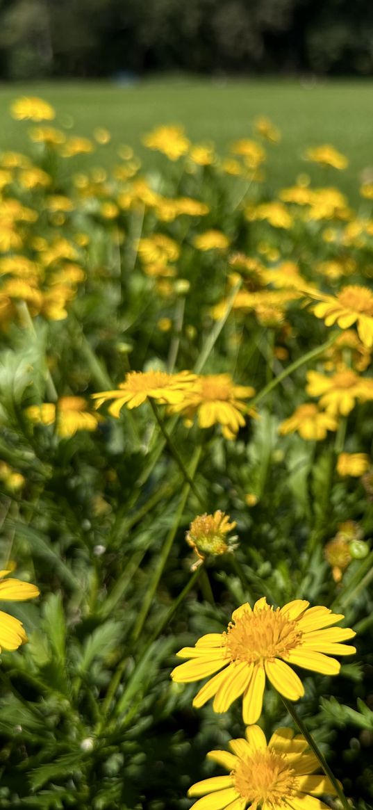 wildflowers, field, yellow, summer, nature