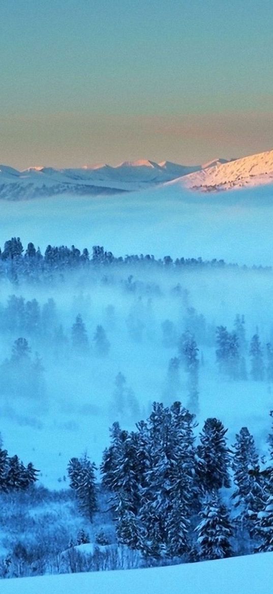 mountain, light, snow, fog, fir-trees, trees, distance, dawn, morning, awakening, landscape, silence