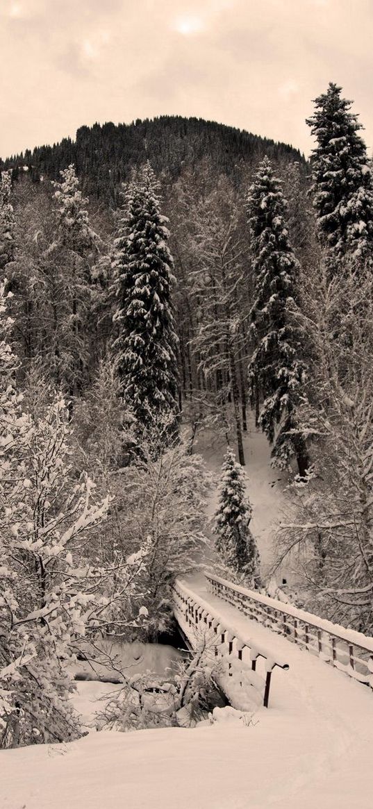 winter, trees, hoarfrost, bridge, snow, terribly, gloomy, weight