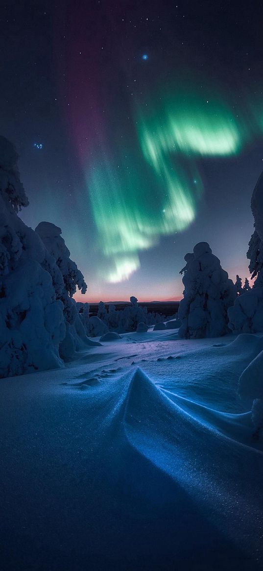 snowdrifts, snow, trees, forest, winter, northern lights, starry sky, stars, night, nature