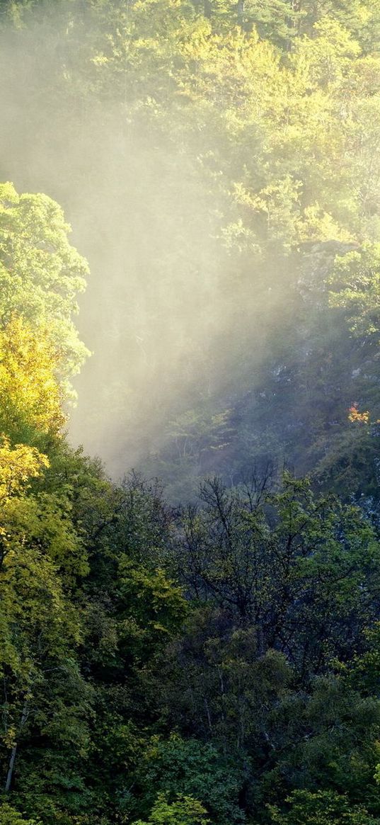 falls, thickets, jungle, stream, water, dirty, light, haze, evaporation, damp