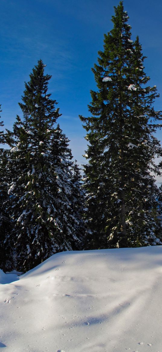 trees, snow, traces, fir-trees, path, winter, cover, lodge, silence