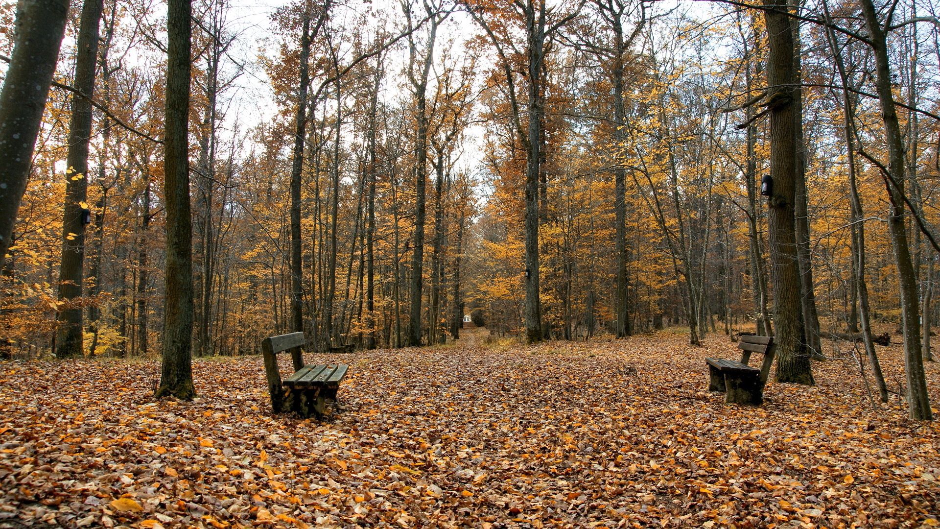 benches, park, leaves, autumn, emptiness, opposite