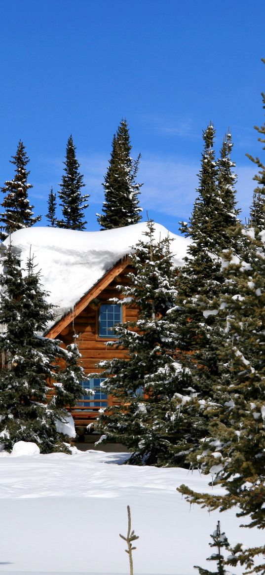 cottage, camp site, trees, fir-trees, snow, clearly