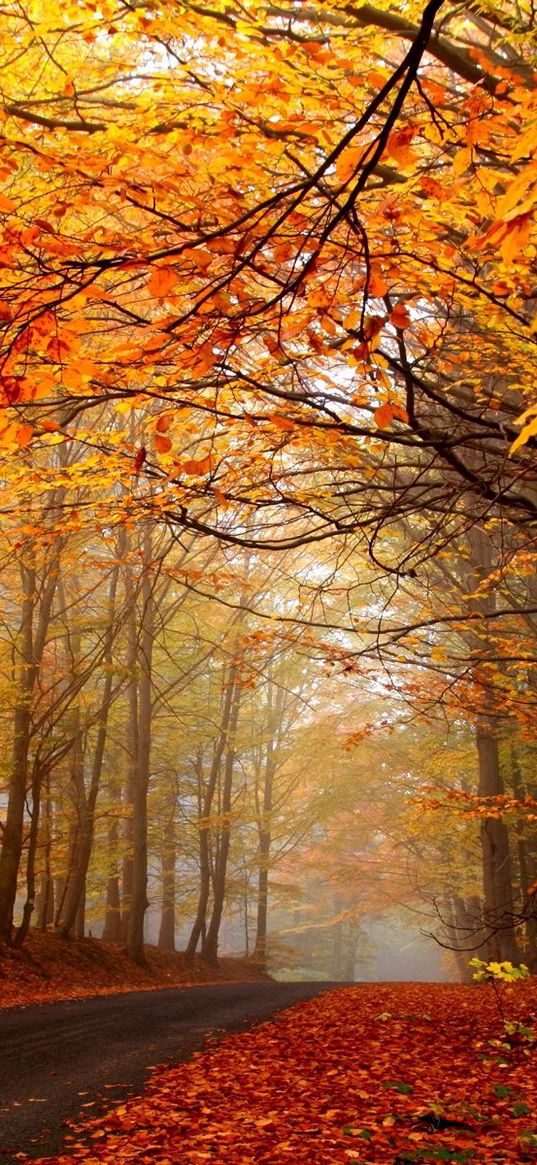 autumn, trees, road, fog, haze, asphalt, leaves, yellow, brightly