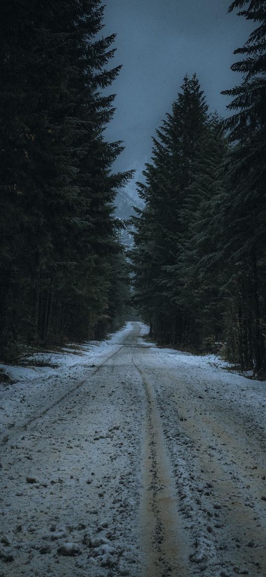 road, snow, christmas trees, trees, forest, winter, night, nature