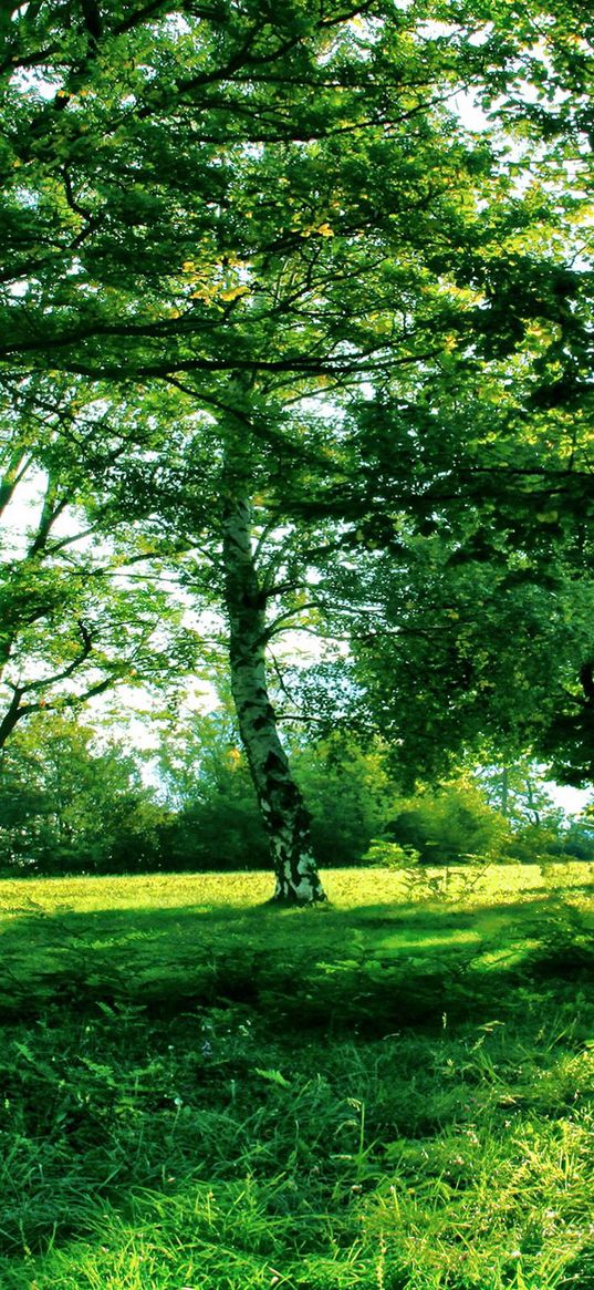 sun, light, trees, branches, shadows, summer, green, grass, avenue