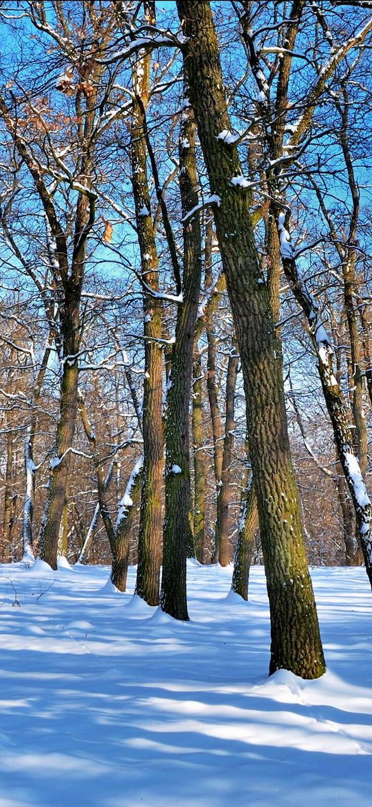 trees, naked, trunks, snow, winter, shadows, sky, clearly, park