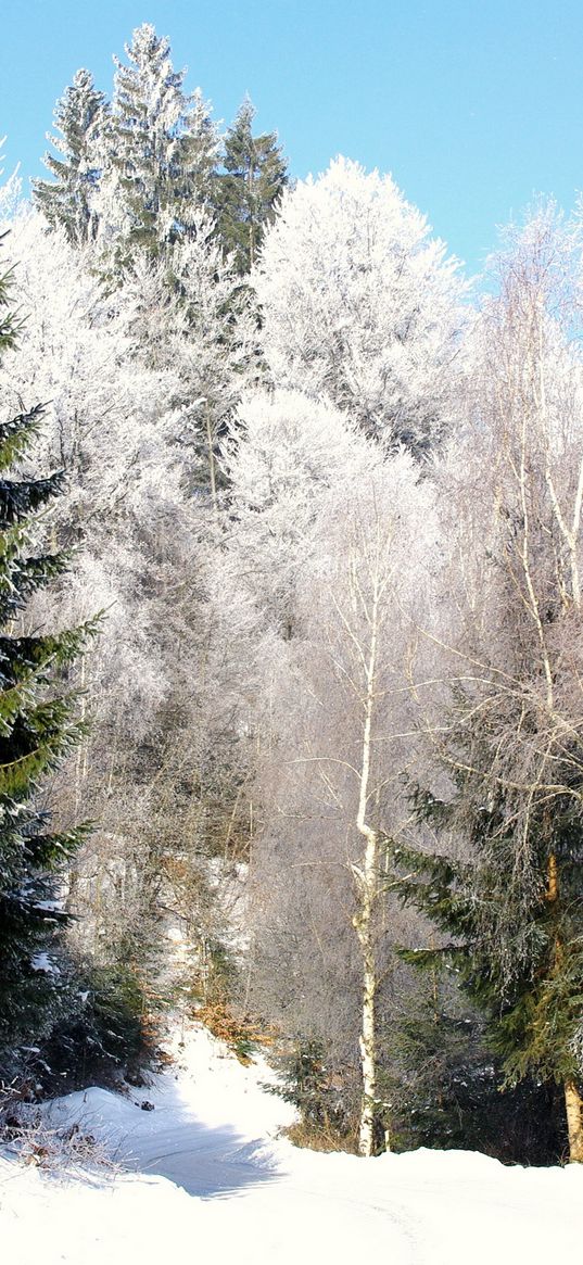 trees, road, hoarfrost, ate, green, clearly, sky, from below