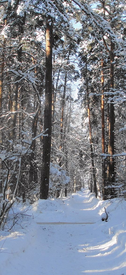 wood, track, trees, winter, snow, shadow, gleams