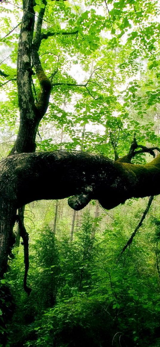 tree, trunk, bends, leaves, wood, green, terribly