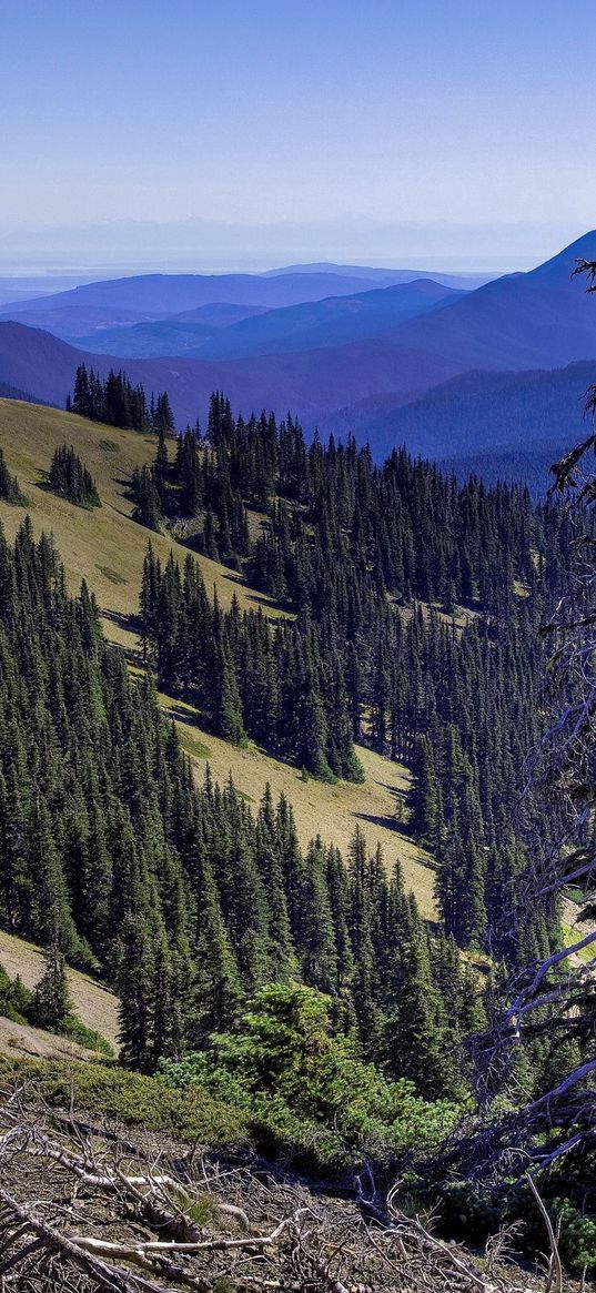 mountains, height, tree, dead, wood, branches, dry, landscape