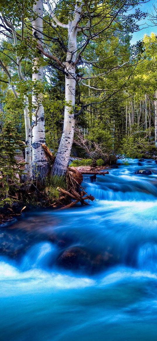 river, stream, current, stones, trees, brightly, contrast