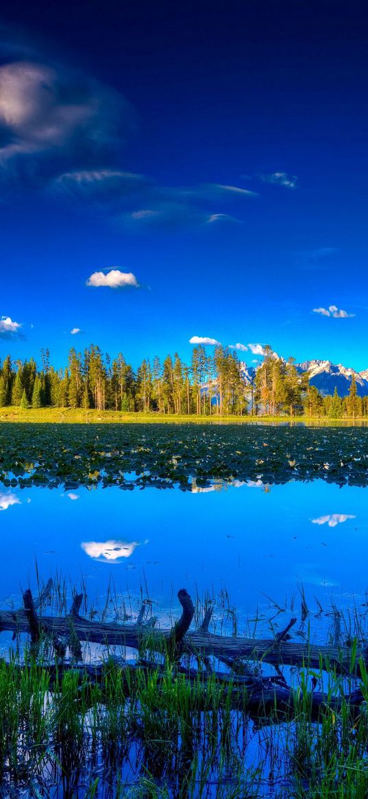 sky, lake, snag, water-lilies, coast, open space, brightly