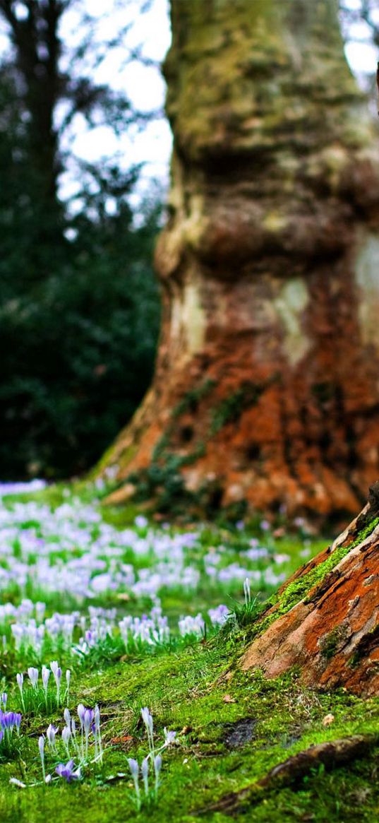 bark, tree, sprouts, spring, earth