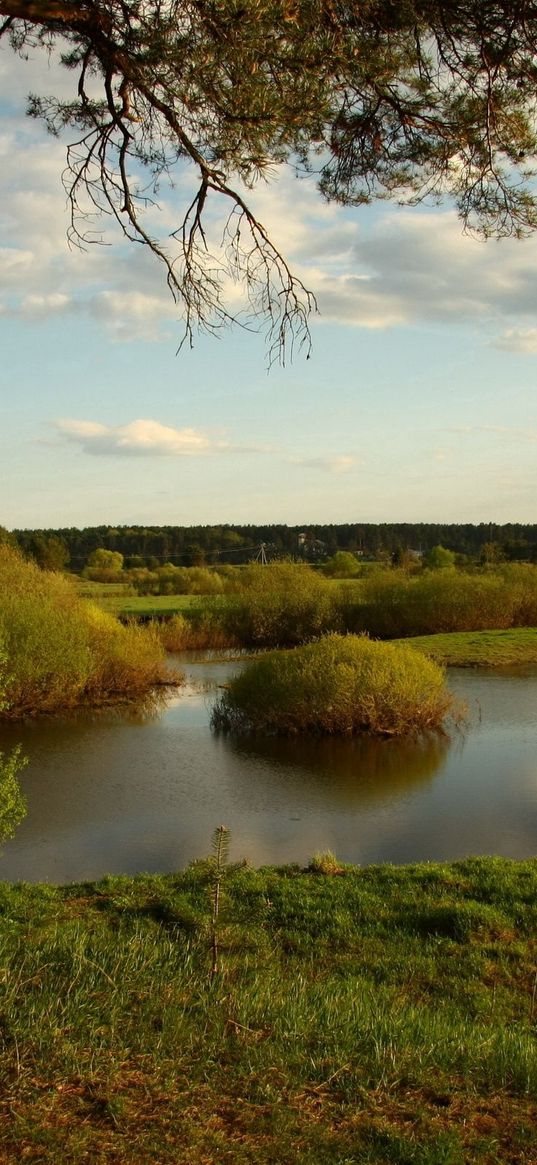 lake, coast, bushes, tree, emptiness