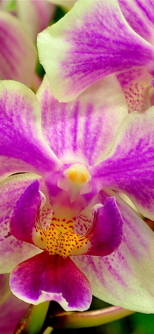 orchid, flower, two-color, close-up