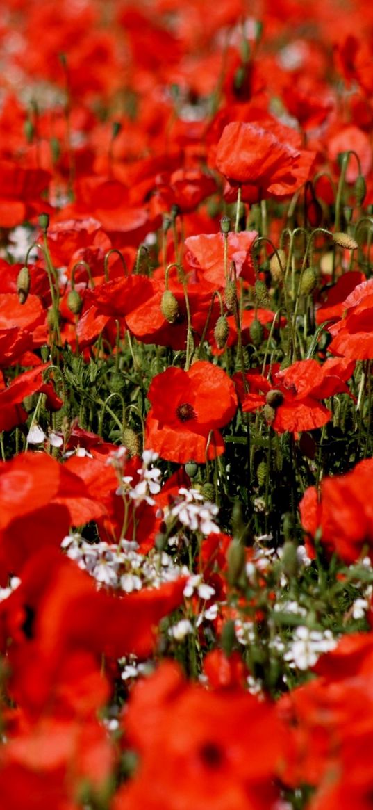 poppies, flowers, field, sharpness