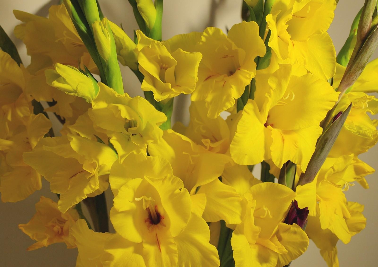 gladiolus, flowers, yellow, bouquet