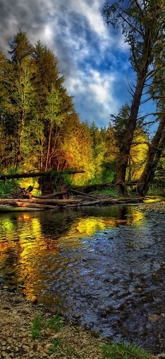 river, trees, logs, wood, coast, stony, pebble, sky, summer