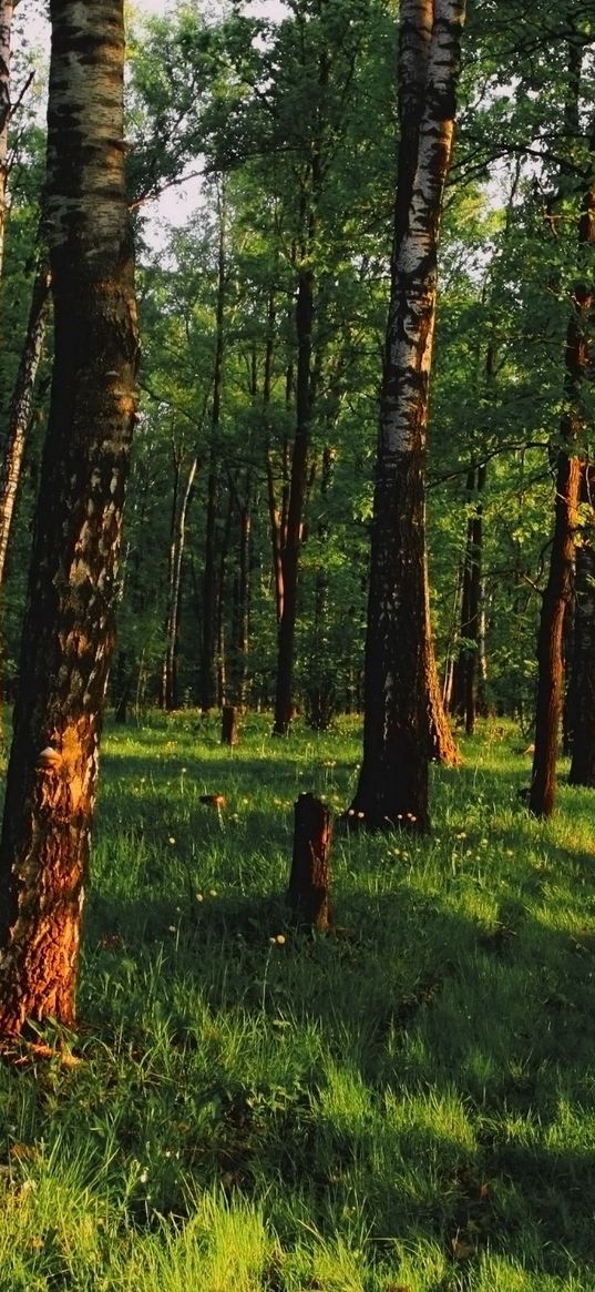 wood, track, path, green, trees, shadows, blades, silence