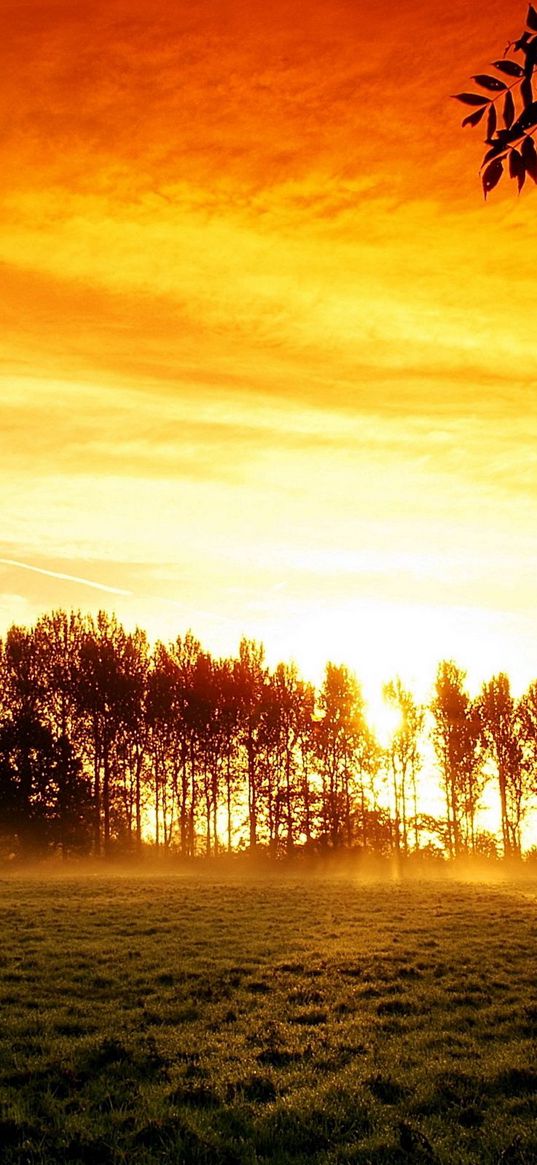 decline, field, trees, arable land, glow, orange, light, haze, steam