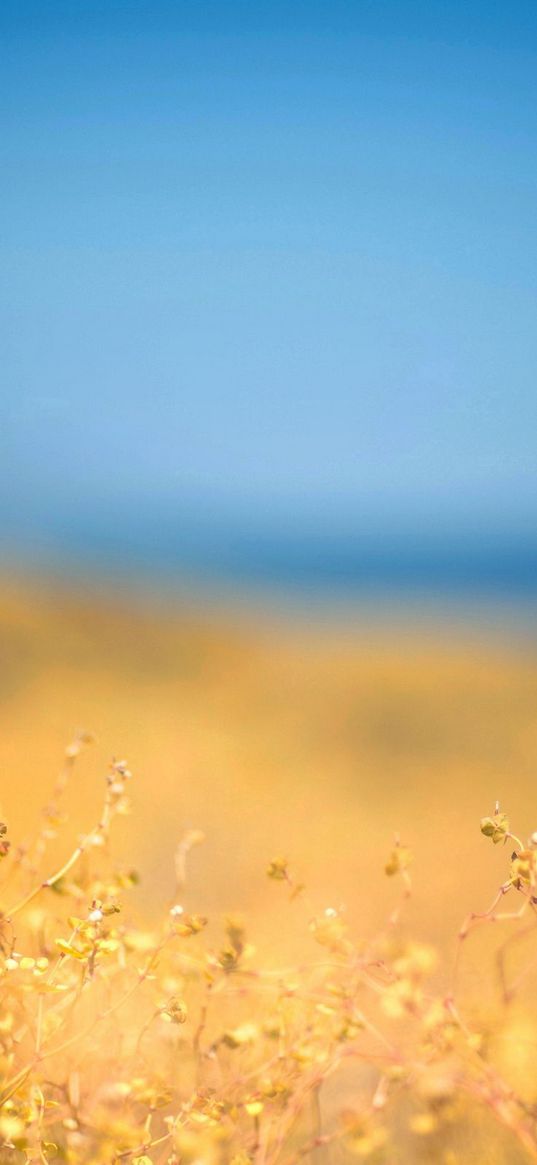 grass, yellow, foreground, autumn, sky, blue, protected, midday