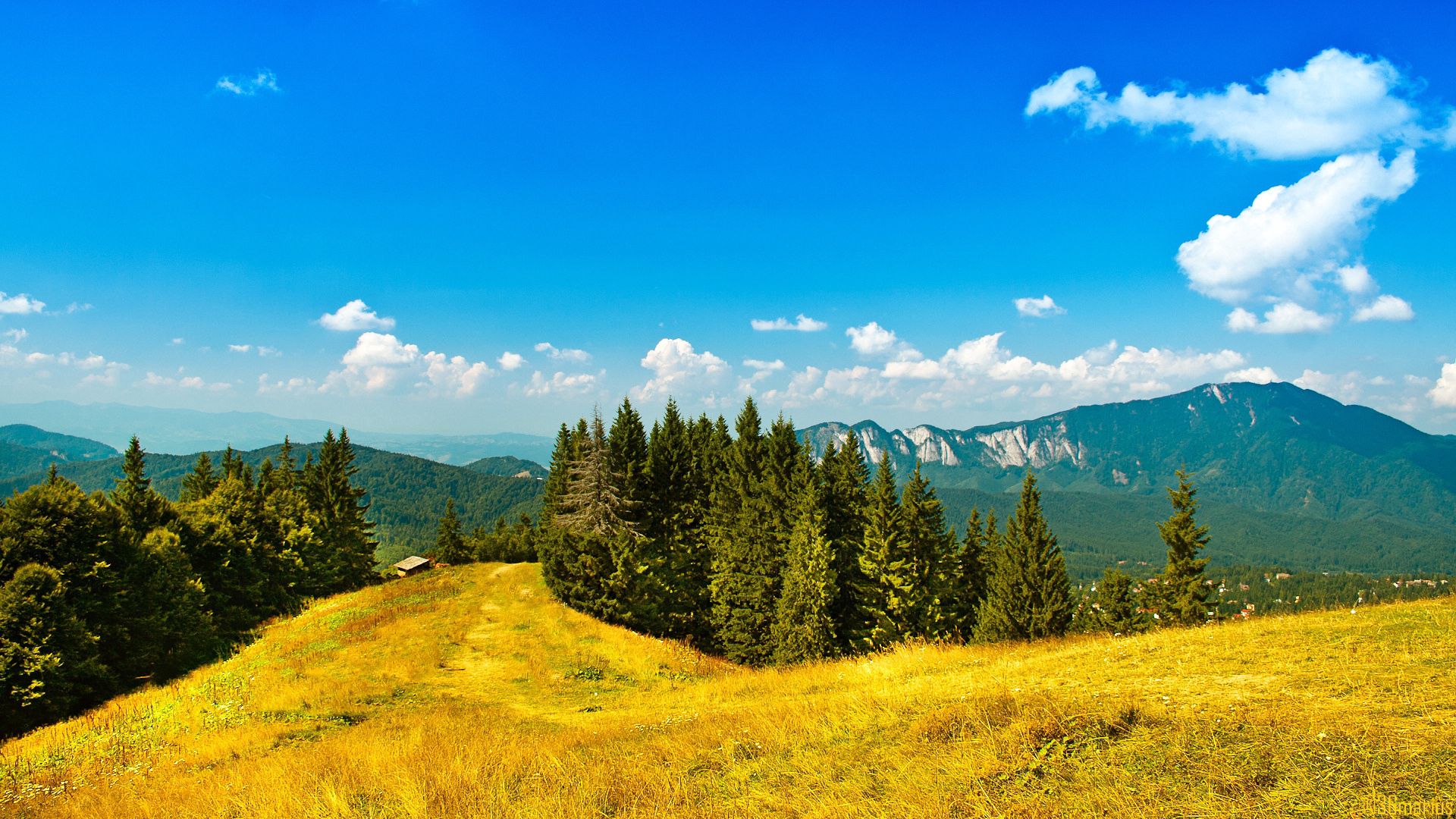 mountains, yellow, solarly, clearly, trees, coniferous, sky, blue, freshness