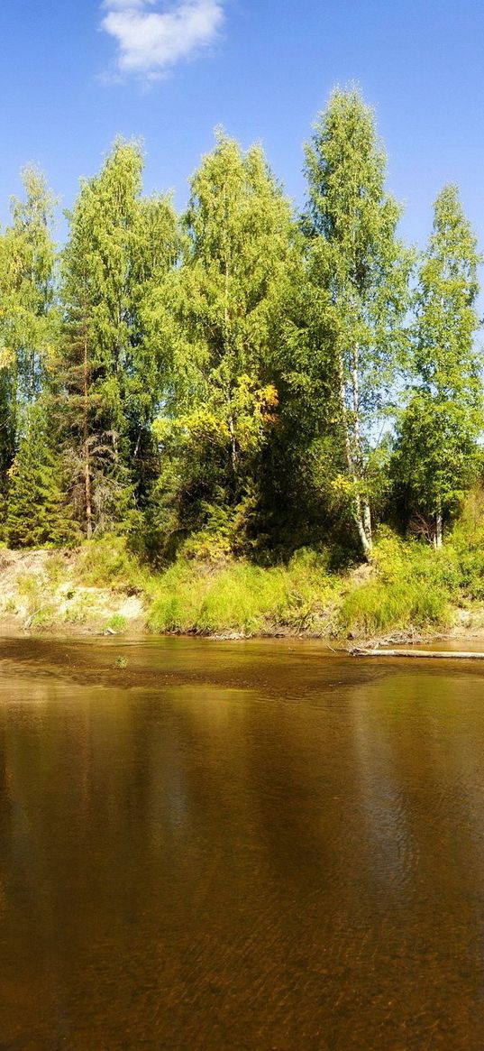 lake, trees, logs, under water, solarly, summer