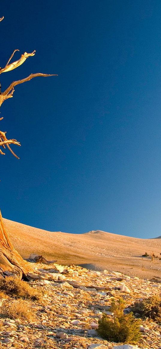 tree, dead, desert, branches, textures, stones, bushes, sand