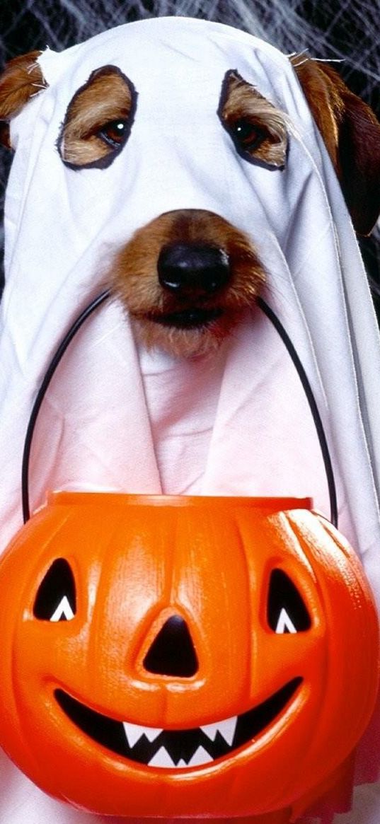 halloween, holiday, dog, ghost, jack lantern, spider webs