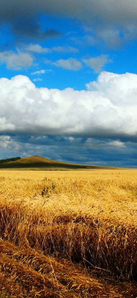 field, wheat, autumn, cleaning, kazakhstan, petropavlovsk, heaven, cloud, distance, endless