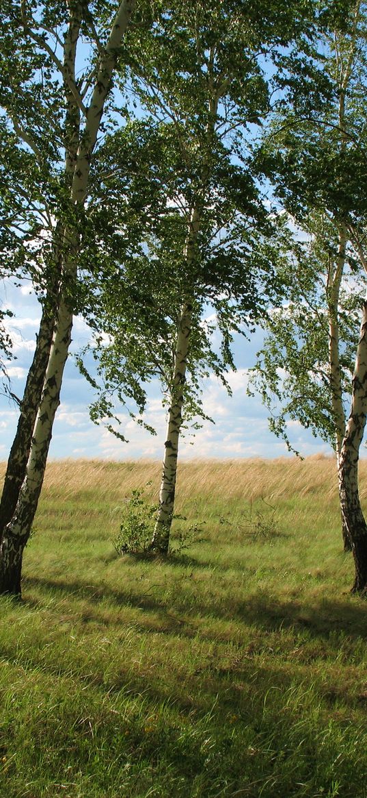 landscape, field, meadow, grass, green, summer, july, kazakhstan