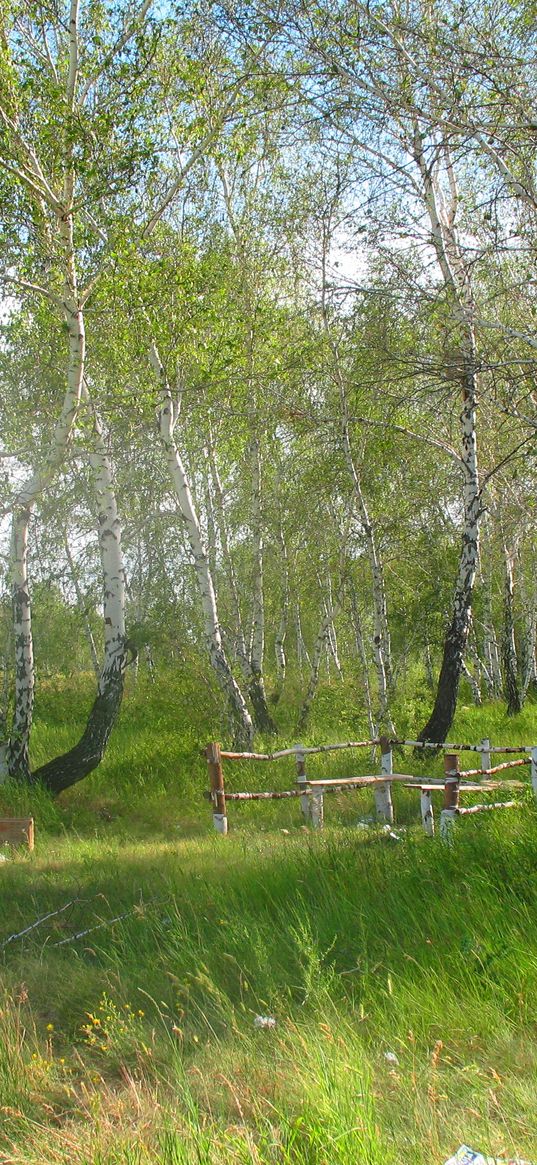 forestry, brigade, forest, summer, birch, holiday, green, greenery, trees, kazakhstan