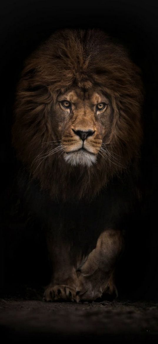 lion, big cat, predator, dark background, animal