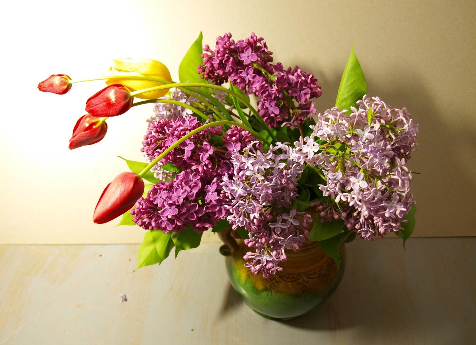 lilacs, bloom, tulips, spring