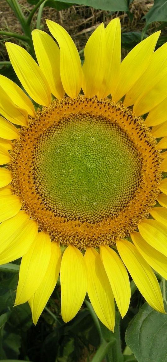 sunflower, bright, summer, greens