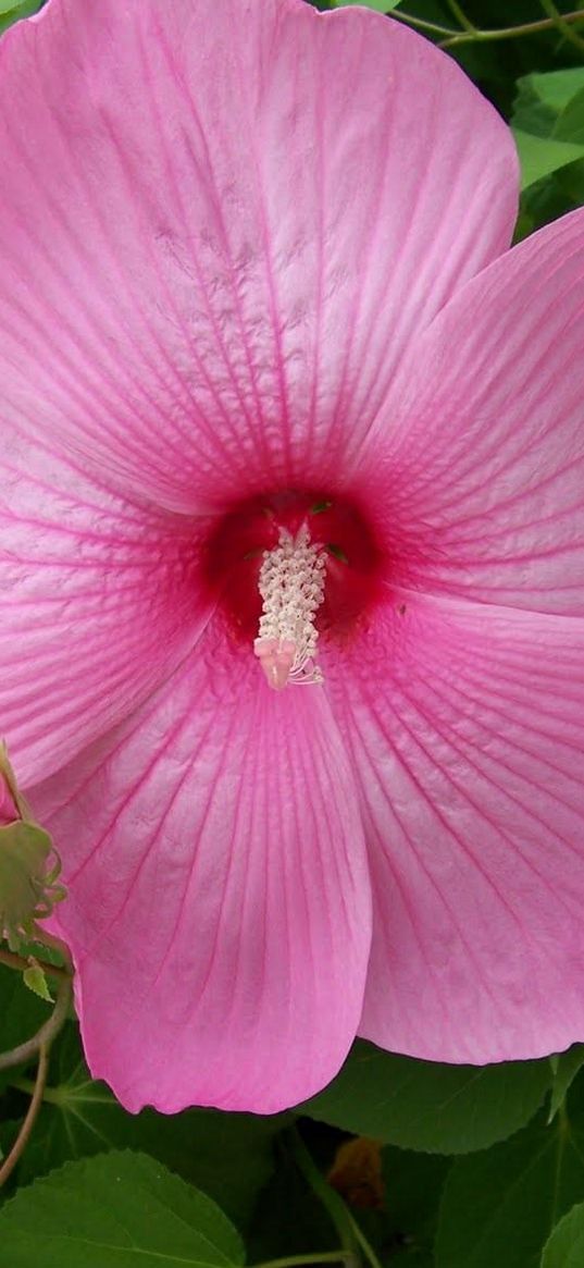 hibiscus, bindweed, flowering, foliage