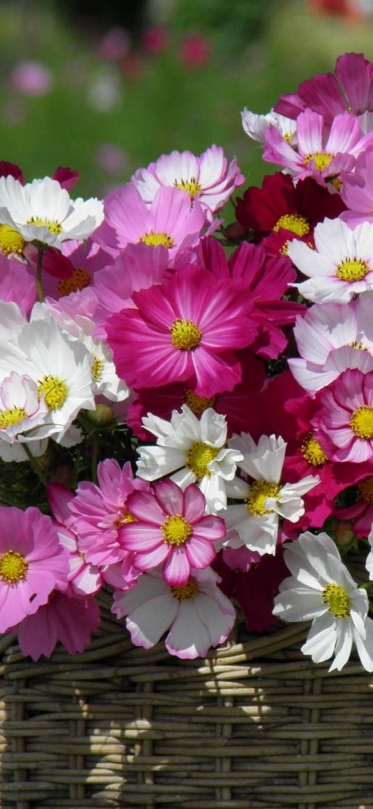 kosmeya, flowers, basket, sharpness