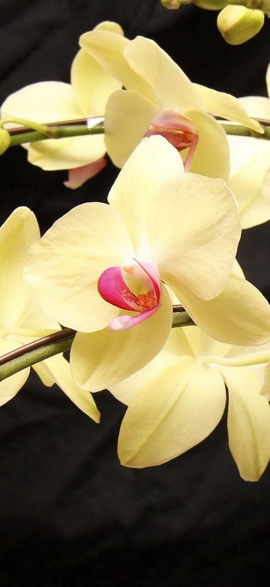 orchids, branches, flowers, exotic