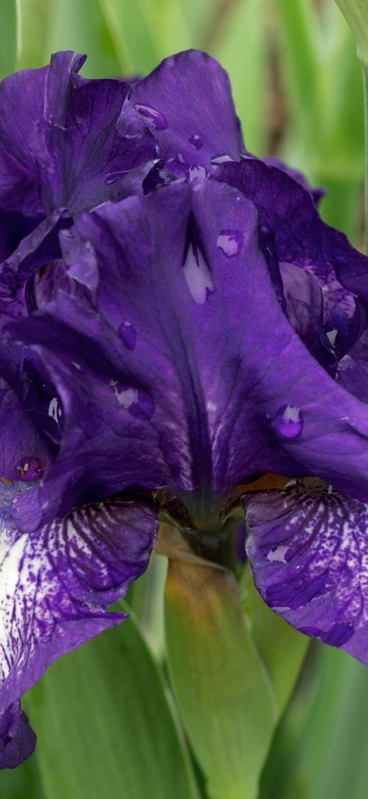 irises, flowers, flowerbed, drop, freshness