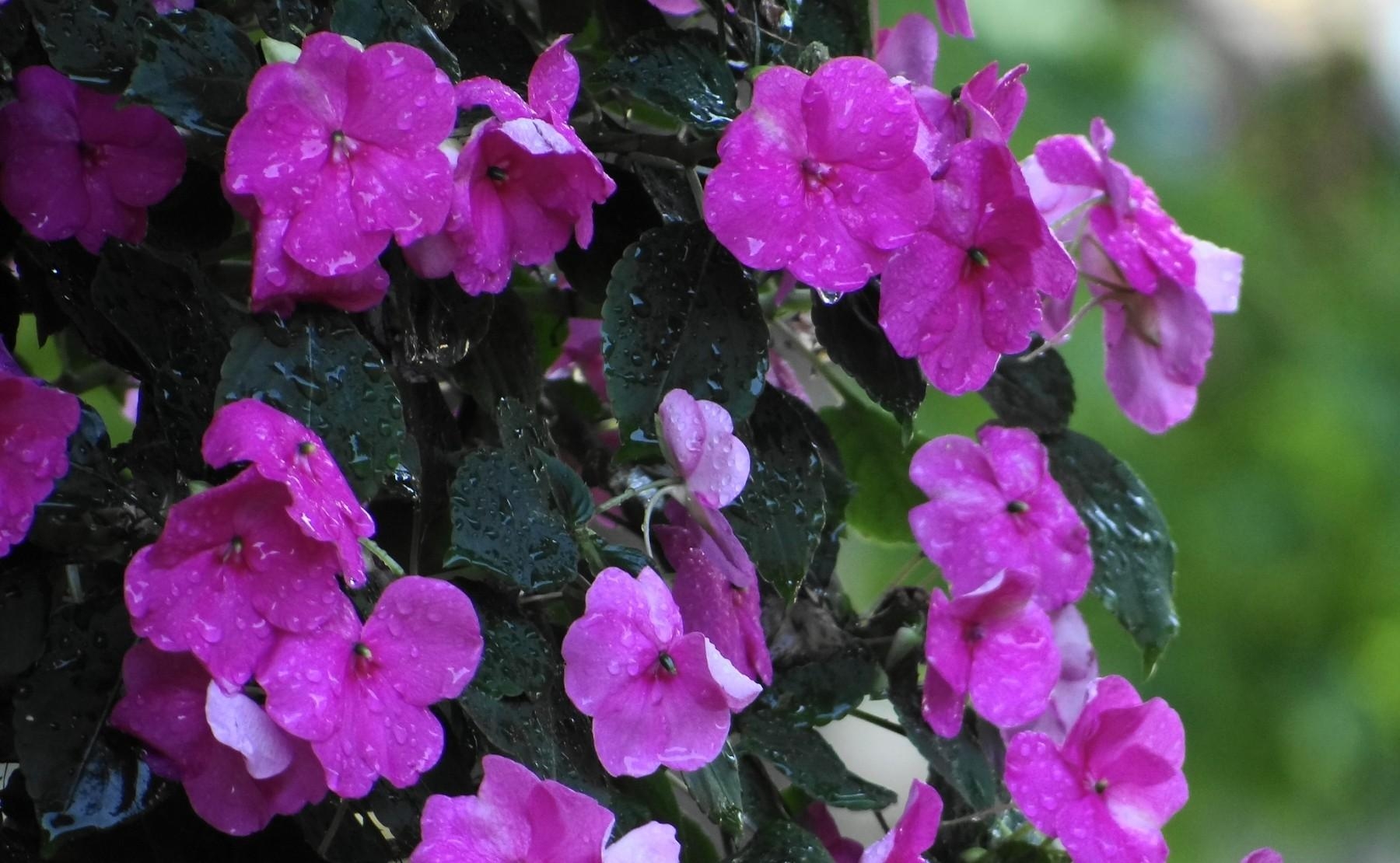 balsams, flowers, drops, leaves, wet