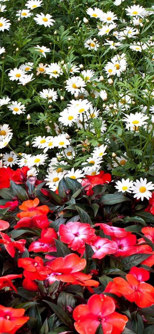 daisies, balsams, flowers, flowerbed