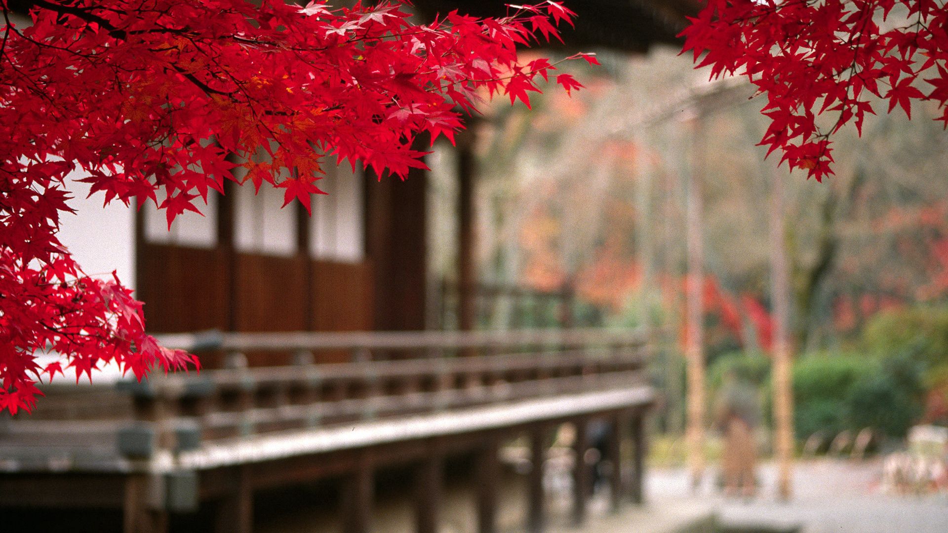 autumn, leaves, red, foreground, court yard