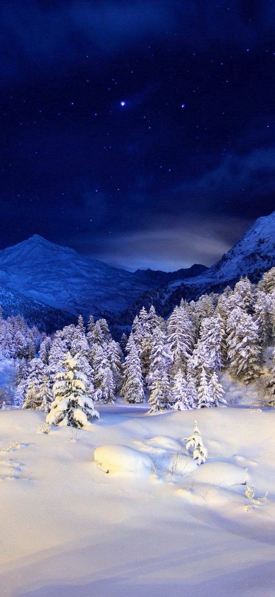 winter, snow, cover, night, light, trees, coniferous, stars, dark blue, white